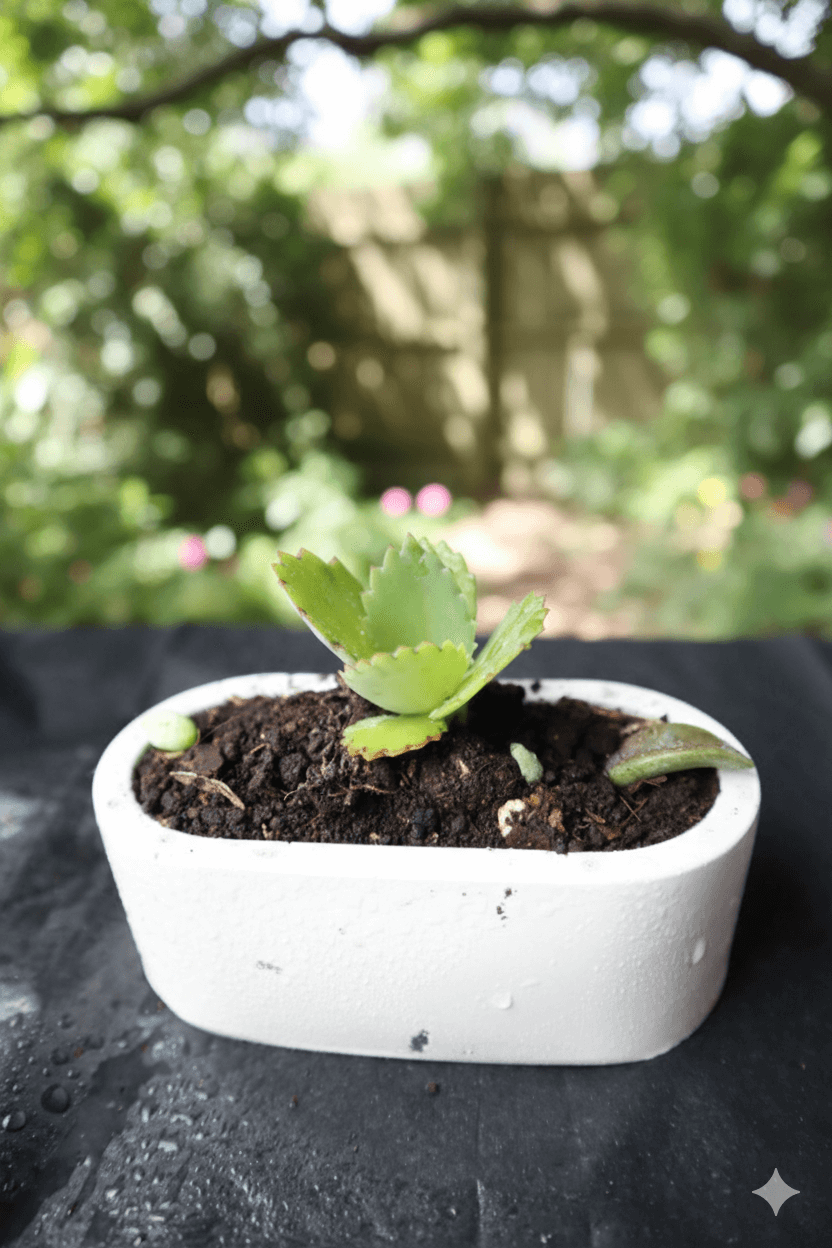 Matera raíz viva - Línea artesanal Colombia