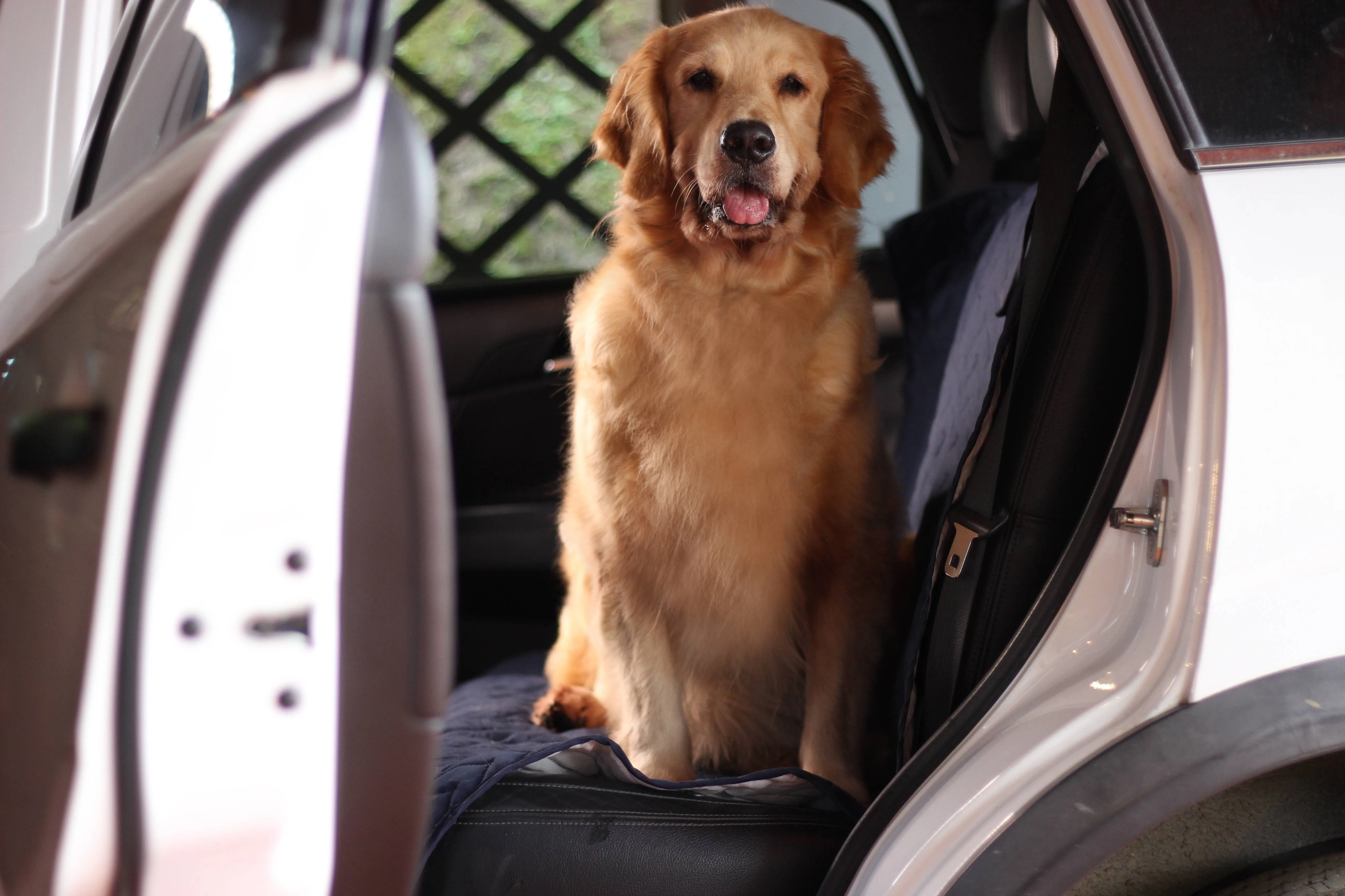 Protector para carro. - Protectores | D' Ensueño